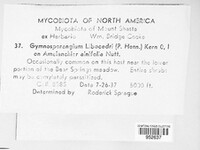 Gymnotelium blasdaleanum image